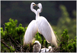 White Heron