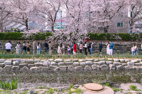 궁거랑 벚꽃축제