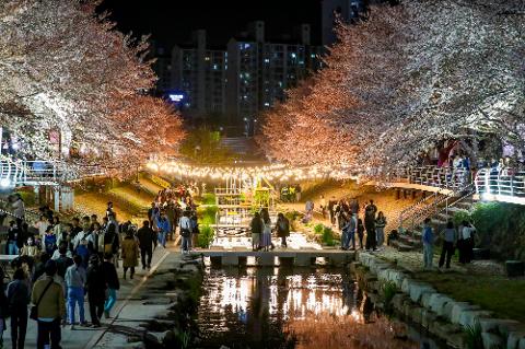 궁거랑 벚꽃축제