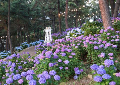 수국축제