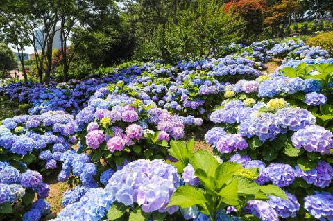 수국축제