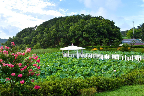 선암호수공원 사계
