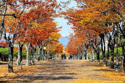 울산체육공원 가을단풍