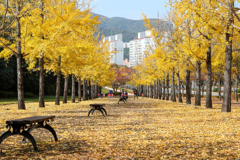 울산체육공원 가을단풍