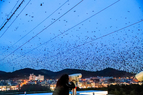 삼호철새공원 떼까마귀 군무
