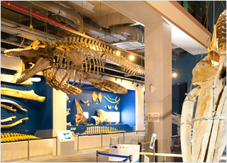 長生浦クジラ博物館